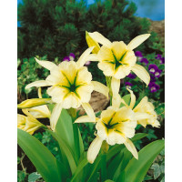 Hymenocallis Ismene ´Sulphur Queen´ / Isména krémovožltá, 14/16