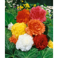 Begonia fimbriata mix / Begónie roztřepené směs, bal. 3 ks, 5/+