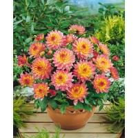 Dahlia ´Pablo´ / Jiřina, I.