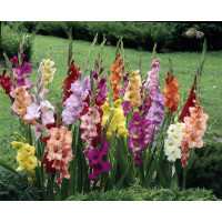 Gladiolus mix / Směs mečíků, bal. 50 ks, 10/12, SUPERCENA