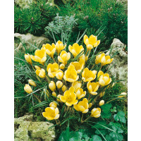 Crocus ´Romance´ / Botanický šafrán / Krokus, bal. 20 ks, 5/+