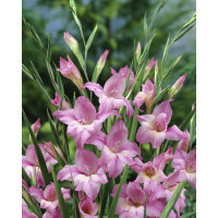 Gladiolus nanus ´Charming Lady´ / Mečík, bal. 10 ks, 8/9