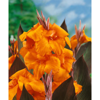 Canna indica ´Wyoming´ / Dosna oranžová, I.