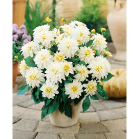 Dahlia ´Art Fair´ / Jiřina, I.