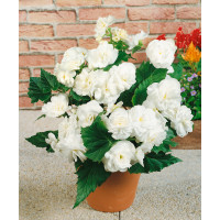 Begonia double ´White´ / Begónie velkokvětá bílá, bal. 3 ks, 5/+
