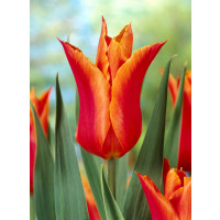 Tulipa ´Ballerina´ / Tulipán, bal. 7 ks, 11/12