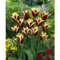 Tulipa ´Gavota´ / Tulipán, bal. 7 ks, 11/12