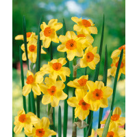 Narcis ´Golden Dawn´, bal. 5 ks, 12/14