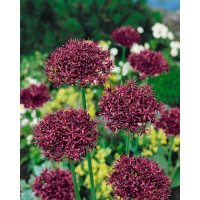 Allium ´Atropurpureum´ / Okrasný česnek tmavopurpurový, bal. 5 ks, 10/+