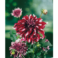 Dahlia ´Mystery Day´ / Jiřina, I.