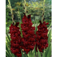 Gladiolus ´Espresso´ / Mečík, bal. 5 ks, 12/14