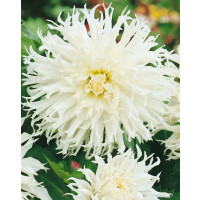 Dahlia ´Tsuki Yori No Shisha´ / Jiřina, I.