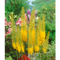 Eremurus stenophyllus (bungei) / Liliochvostec úzkolistý, C4