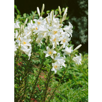 Lilium Candidum´ / Lilie bělostná, 18/20