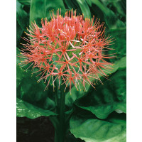 Haemanthus (Scadoxus) multiflorus ´Red´ / Krvokvět, 16/18
