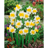 Narcis ´Golden Echo´, bal. 5 ks, 12/+