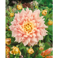 Dahlia ´Break Out´ / Jiřina, I.