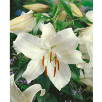 Lilium ´Casa Blanca´ / Lilie, bal. 3 ks, 14/16
