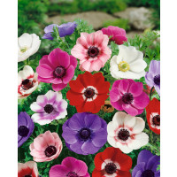 Anemone ´De Caen´ / Sasanka jednod. směs, bal. 15 ks, 5/6