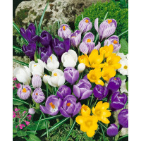 Crocus grandiflorus mix / Směs velkokv. šafránů (krokusů), bal. 30 ks, 8/9