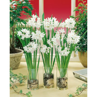Narcis ´Paperwhite´ / Pokojový narcis, bal. 3 ks, 15/16