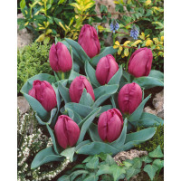 Tulipa ´Little Beauty´ / Tulipán, bal. 10 ks, 6/+