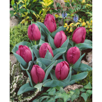 Tulipa ´Little Beauty´ / Tulipán, bal. 5 ks, 6/+