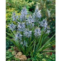 Camassia ´Cusickii´ / Kamasie, ladoník, bal. 2 ks, 14/+