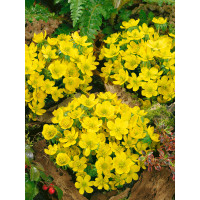 Eranthis Cilicica / Tavolín, bal. 15 ks, 4/5