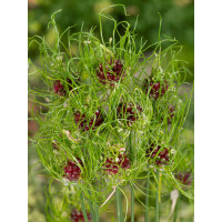 Allium vineale ´Hair´ / Okrasný česnek, bal. 10 ks, 5/+