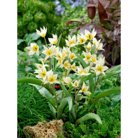 Tulipa ´Turkestanika´ / Tulipán, bal. 10 ks, 6/7
