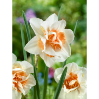 Narcis ´Replete´, bal. 5 ks, 12/14