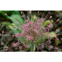Allium ´Schubertii´ / Okrasný česnek, bal. 3 ks, 10/12