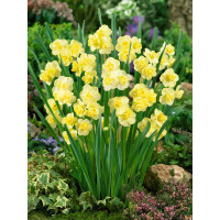 Narcis ´Yellow Cheerfulness´, bal. 5 ks, 12/14