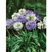 Agapanthus ´Blue-White´ / Kalokvět modrý a bílý, bal. 3 ks, 1/2