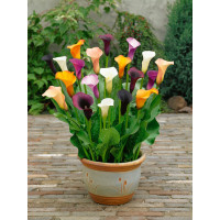 Zantedeschia Mix 3 / Kolekce 3 kal (kornoutic), bal. 3 ks, 14/+
