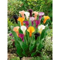 Zantedeschia Mix 3 / Kolekce 3 kal (kornoutic), bal. 3 ks, 14/+
