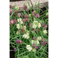 Fritillaria meleagris / Řebčík kostkovaný, bal. 15 ks, 6/+