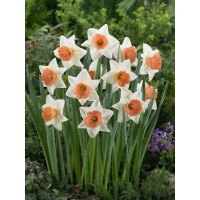 Narcis ´Chromacolor´, bal. 5 ks, 12/14