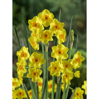 Narcis ´Golden Dawn´, bal. 5 ks, 12/14