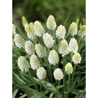 Muscari ´White Magic®´ / Modřenec, bal. 15 ks, 7/8