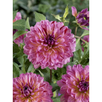 Dahlia ´Decorative Pink-White´ / Jiřina dekorativní růžově-bílá, I., SUPERCENA