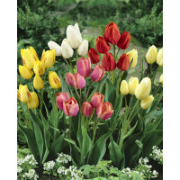 Směs mnohokvětých tulipánů, bal. 10 ks, 11/12