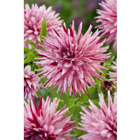 Dahlia ´Hy Trio´ / Jiřina, I.