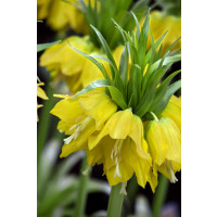 Fritillaria imperialis ´Lutea´ / Řebčík královský žlutý, 20/24
