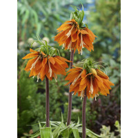 Fritillaria imperialis ´Aurora´ / Řebčík královský oranžový, 20/24