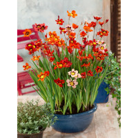 Sparaxis mixed / Cikánský květ směs barev, bal. 25 ks, 4/5