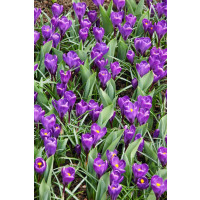 Crocus ´Flower Record´ / Velkokvětý krokus, bal. 10 ks, 8/9