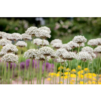 Allium ´Nigrum (Multibulb.)´ / Okrasný česnek černý, bal. 5 ks, 10/12