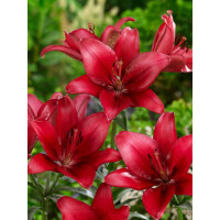 Lilium ´Red County´ / Lilie, bal. 2 ks, 14/16